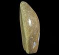 Free-Standing Polished Fossil Coral (Actinocyathus) Display #69351-1